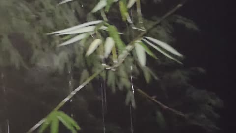 🌧️ Farm Life in the Philippines | Overnight Rain 🌱