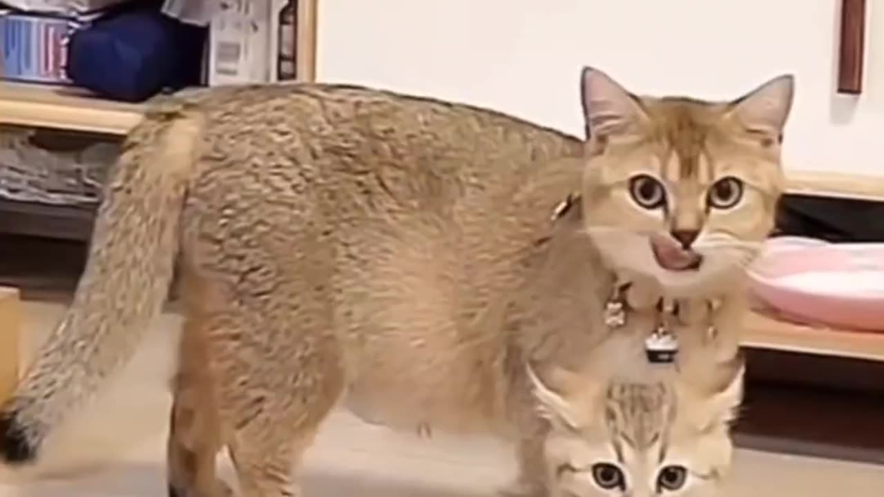 πΎπ Funny Pet Antics | Cuteness Overload!