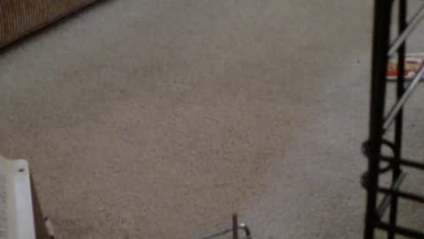 MR Fez the Puma! 12-5-2013