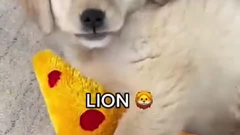Golden Retriever Puppies: a little lion or just a baby?