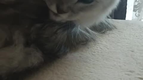 This cat is cleaning itself like it’s a royal ritual.