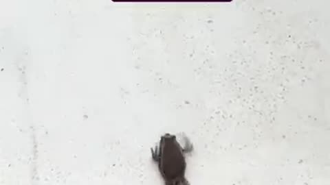 Comedy videos of frogs 🤣🐸