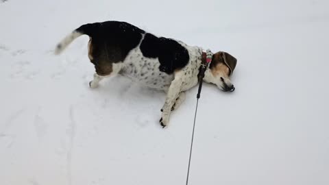 Bandit
