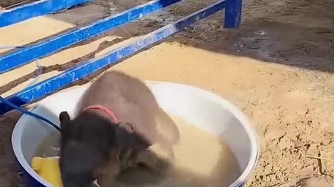 Animal transformation