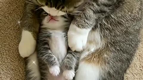 Cat baby 🍼