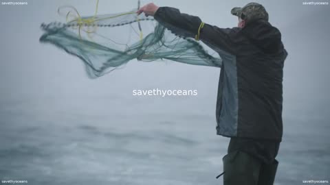 Rebuilding Capelin Everybodyâs Fish