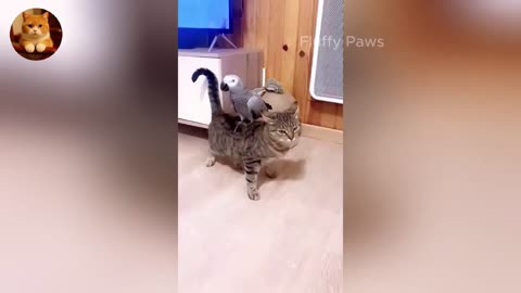 😂 Ultimate Funny ANIMAL Compilation - Cats & Dogs Edition 2025 🐶😼 - Part 8