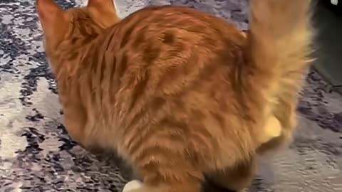 funny video