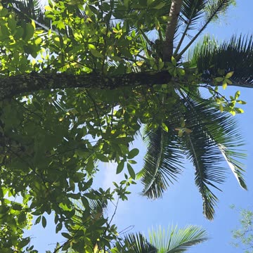 🌼 Farm Life in the Philippines | Yellow Orchid in Full Bloom 🌿🇵🇭