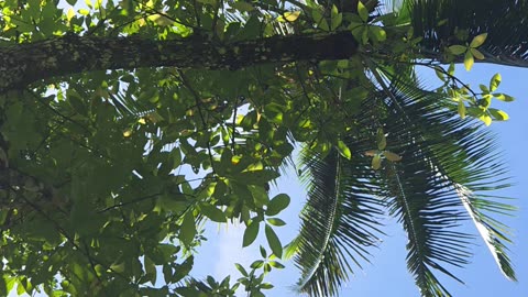 🌼 Farm Life in the Philippines | Yellow Orchid in Full Bloom 🌿🇵🇭