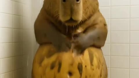 Capybara