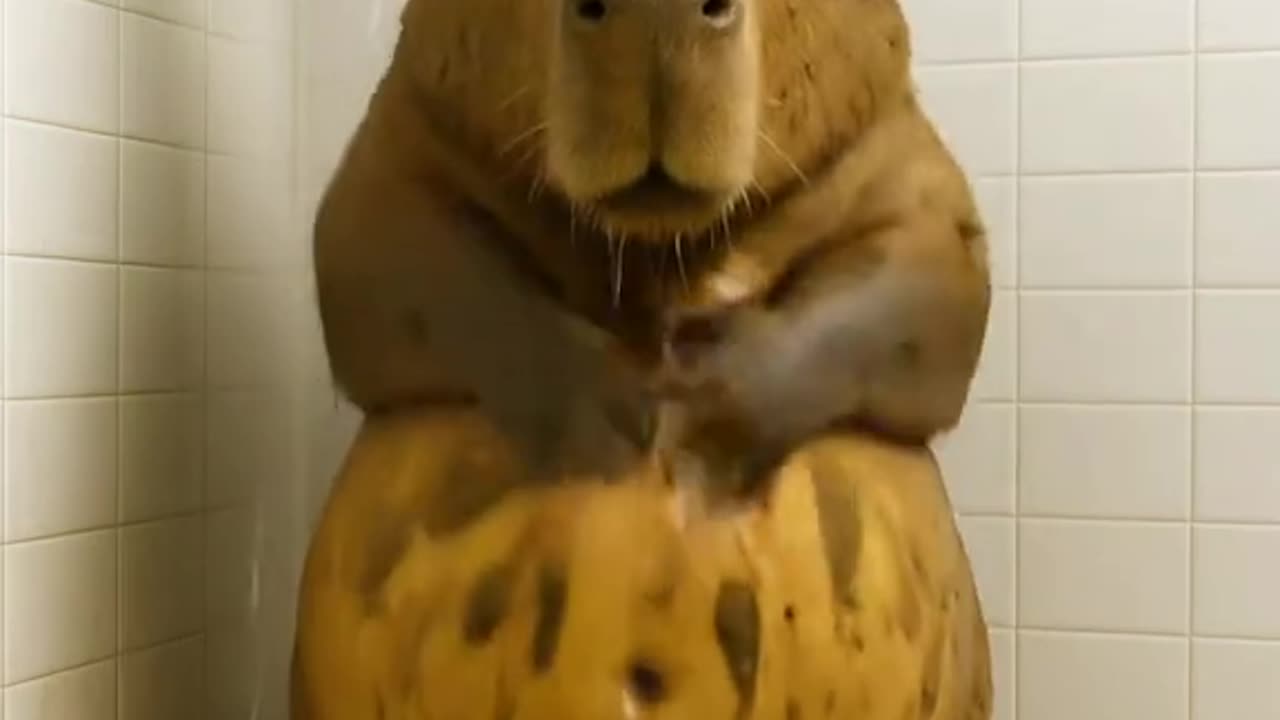Capybara