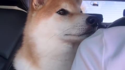 😂🐶 The Most Gentle Love Bites Ever! | FunFM