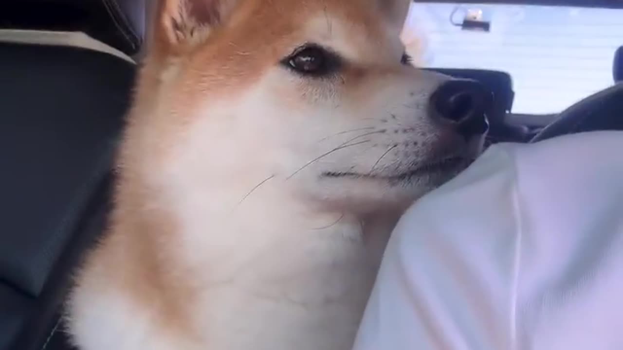 😂🐶 The Most Gentle Love Bites Ever! | FunFM