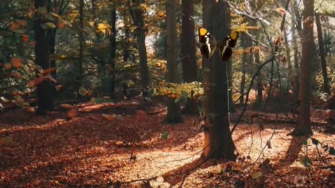 🍂 1 Hour Relaxing Acoustic Guitar Ambiance | Autumn Leaves Falling, Peaceful Background Music 🌳