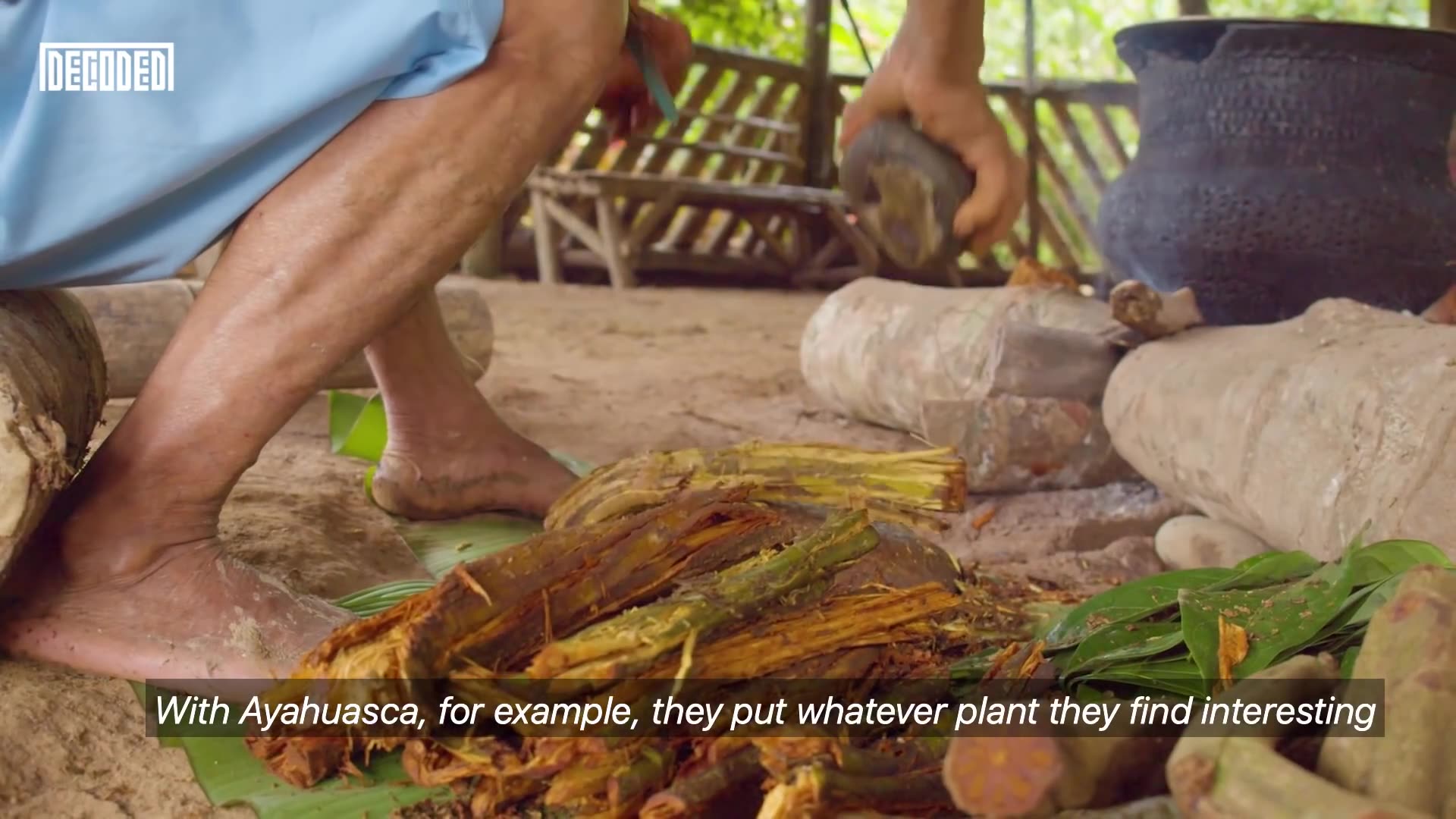 Are plants the gateway to the mind? | Decoded