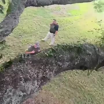 Illegals hiding in trees to escape I.C.E.