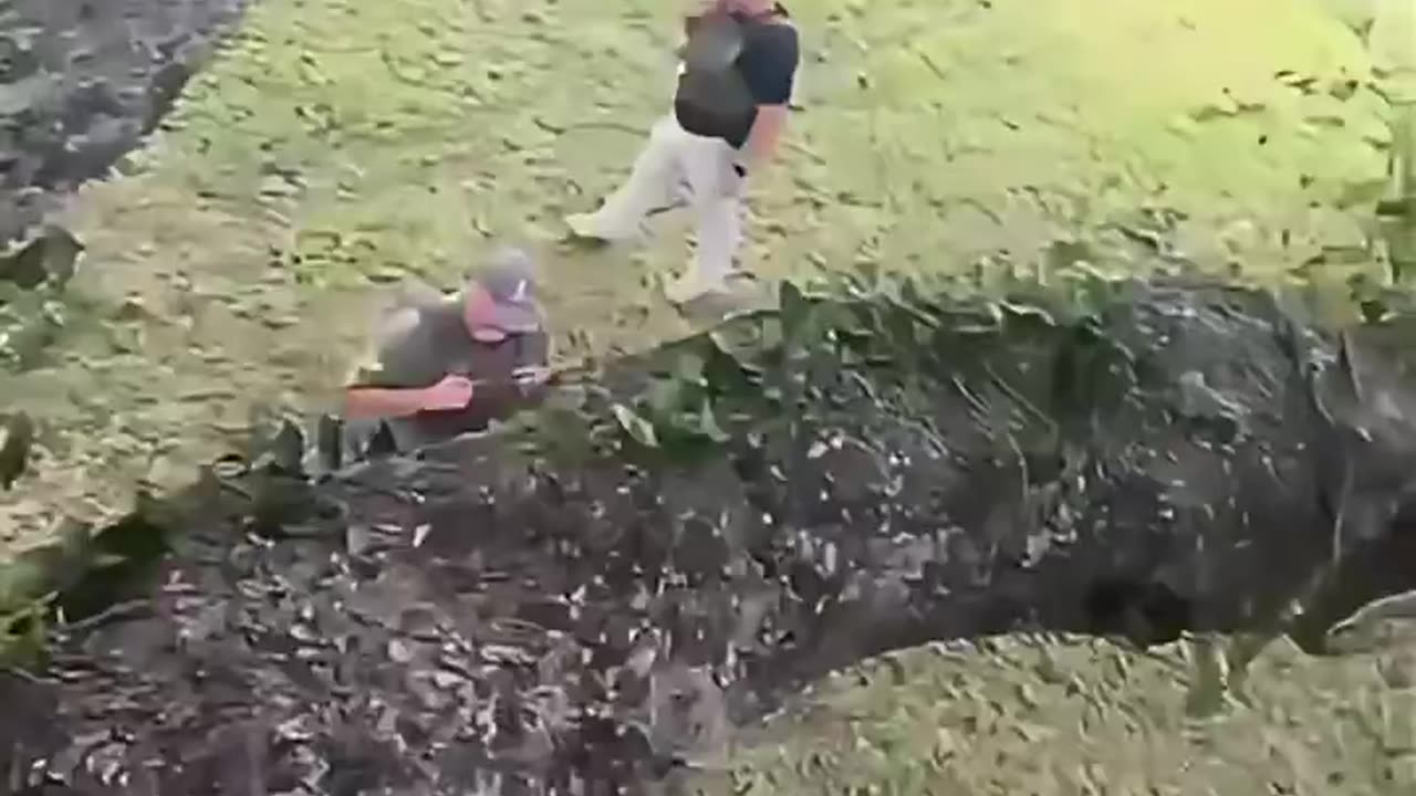Illegals hiding in trees to escape I.C.E.