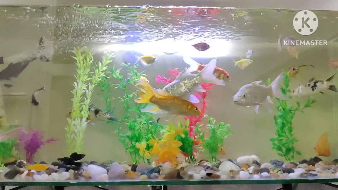 Fish tank