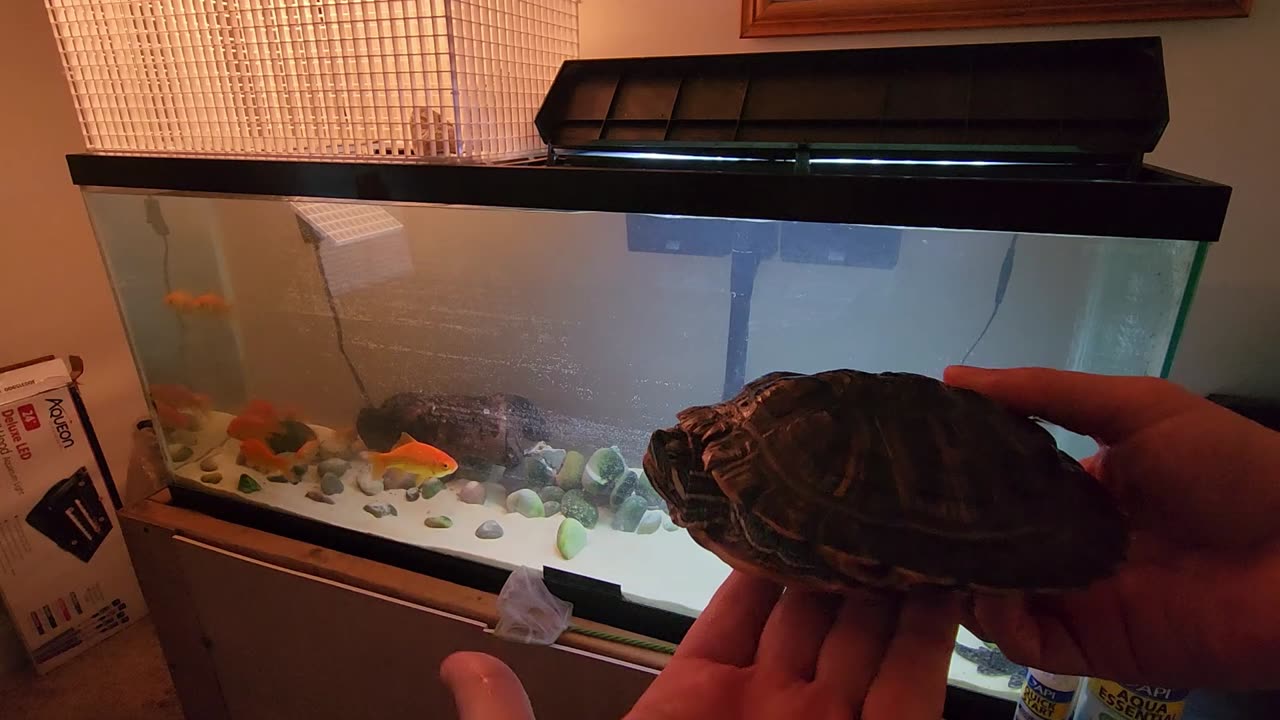 55 Gallon Tank Revamp Red Eared Slider & Goldfish Get More Swim Room!