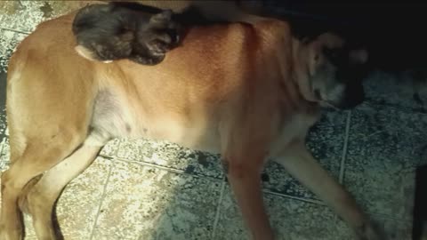 My DOG MY Kitten