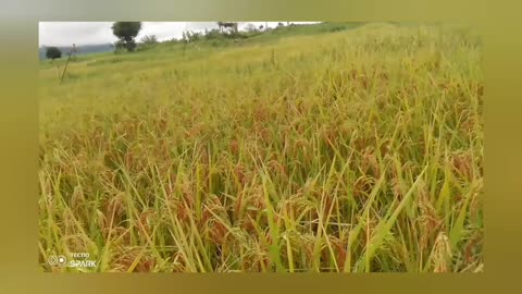 Rice Farms in Tanzania