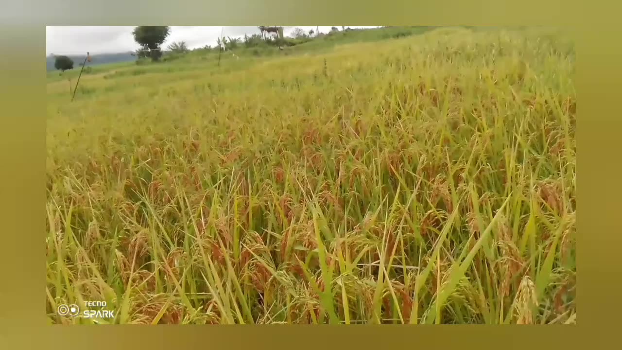 Rice Farms in Tanzania