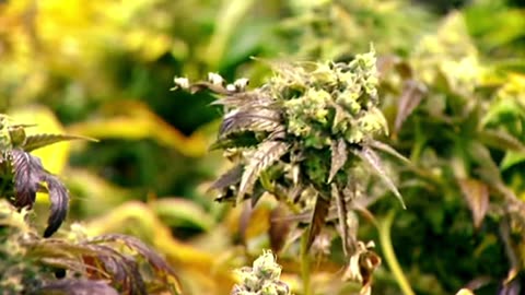 Ottawa weed delivery - yummyinmytummy.com
