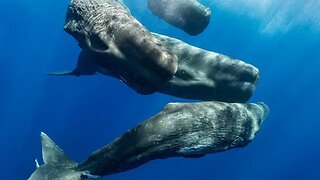 See how SPERM WHALES COMMUNICATE