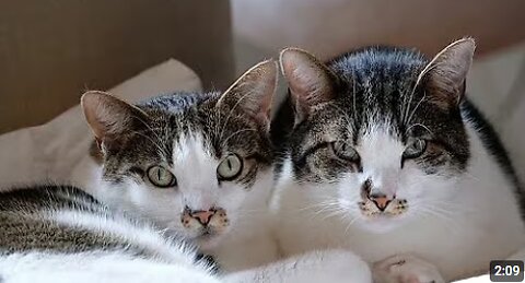 😺 Cute Animal Funny Video Compilation | Cute Cat Funny Video Compilation 😺 #