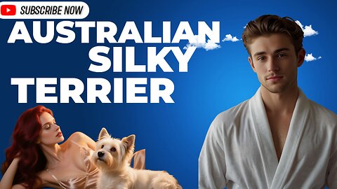 Cute Australian Silky Terrier – The Ultimate Guide #cute #cutedogs #doglife #dog #petlover 🥰😘😍🤗