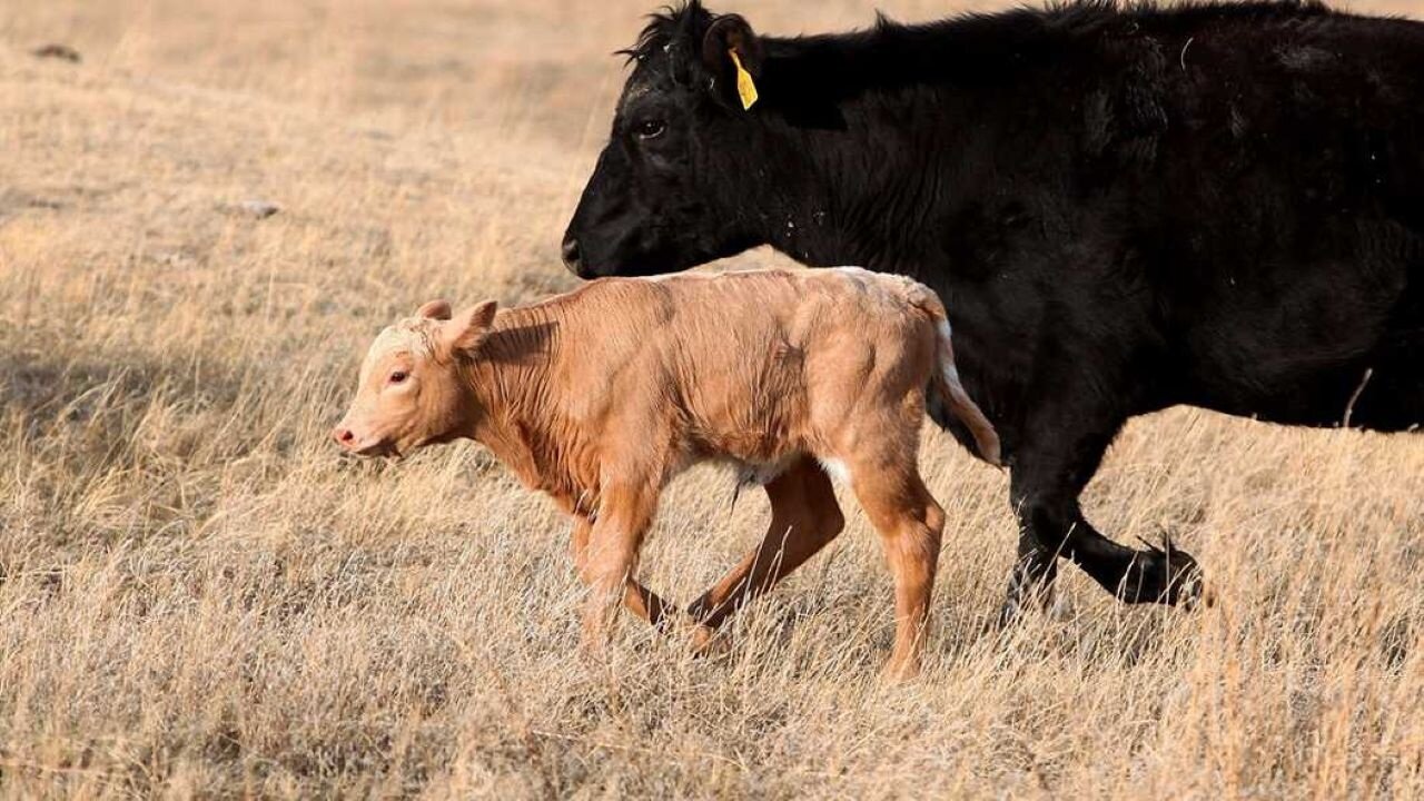 Who Are The Maudes, And Why Did Biden Try To Ruin Their Lives?