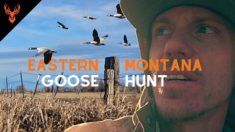 Eastern Montana 6 Man Canada Goose Hunt | 28 of 30 Geese | KAMPwild Adventures