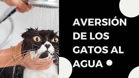 Aversión De Los Gatos Al Agua