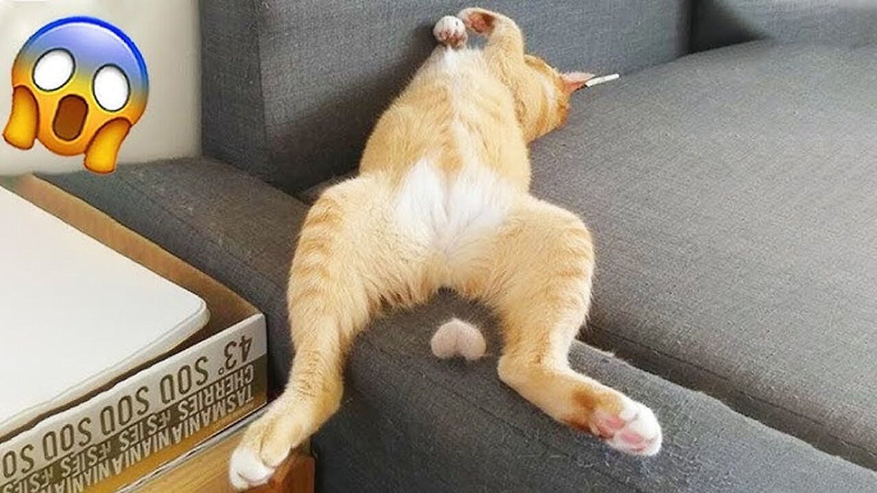 Funniest Animal Videos Ever (Part 27)