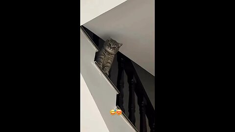 cat recshion