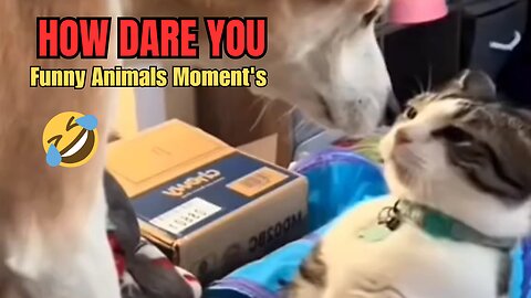 Funny Animal Moments