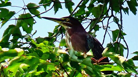 Green Heron