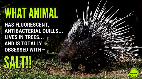 Covered in quills, live in trees and are totally obsessed with Salt!? wildlifefacts #animallovers
