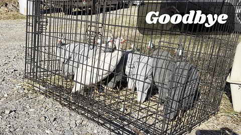 Why We Can't Keep Our Guineas Anymore