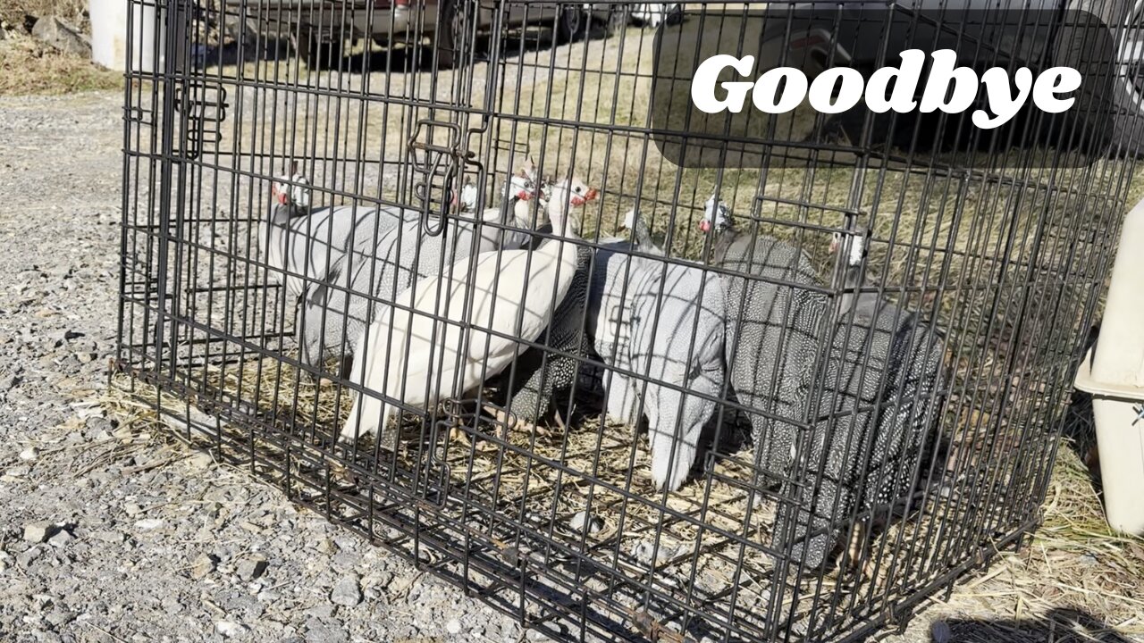 Why We Can't Keep Our Guineas Anymore