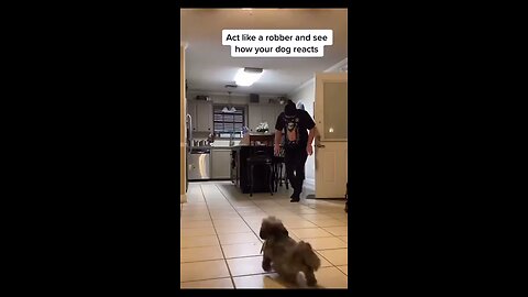 Act like a robber and how your dog react
