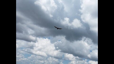🦅 Mama, I'm Coming Home - Ozzy Osbourne (Tribute) 🦅