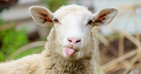Sheeps
