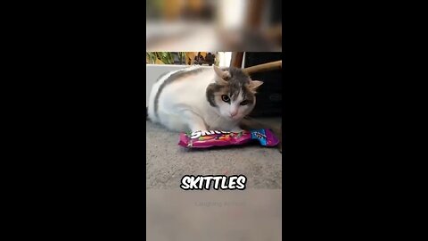 Cat Steals SKITTLES 🤣😁