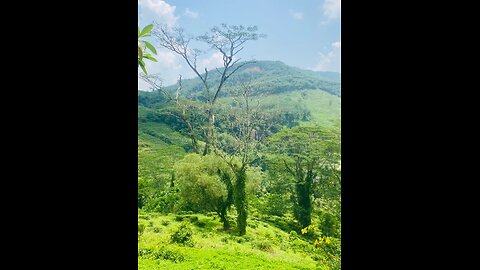 Natural loves🌲🌲(Green would)🐠🐠🌲
