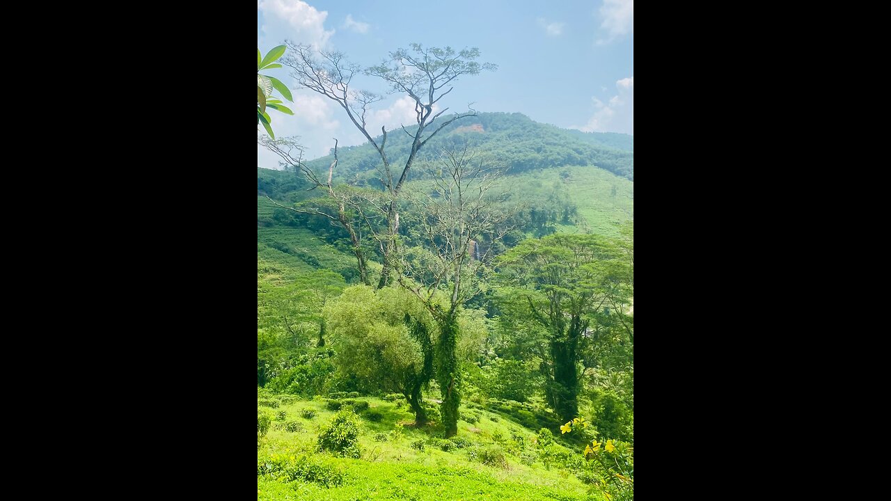 Natural loves🌲🌲(Green would)🐠🐠🌲