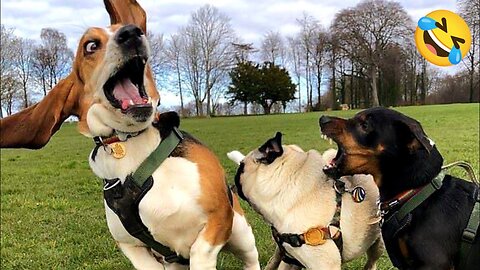 2025’s Funniest Dogs & Cats 😂 You Won’t Stop Laughing! | You Laugh You lose 😍😸😹 #Ep79