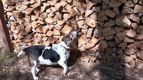 Bandit
