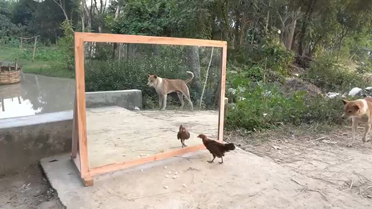 funny dog video